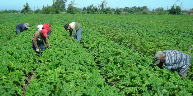 Agroalimentación y empleo digno