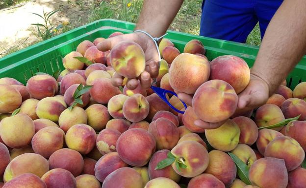 Las Centrales Hortofrutícolas Extremeñas no abonan el SMI a sus trabajadores