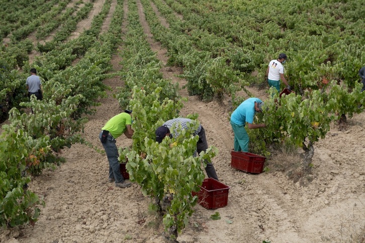 Ante los abusos y la explotación en el campo español tolerancia cero